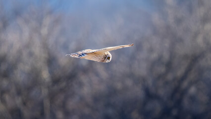 Short eared owl