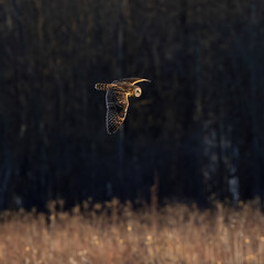 owl in flight