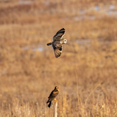 owl in flight