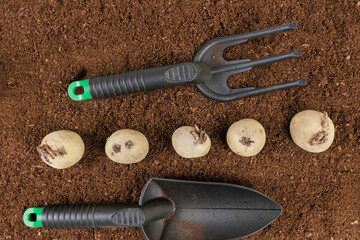Sprouted potatoes for planting should be firm and healthy, promising a successful crop.