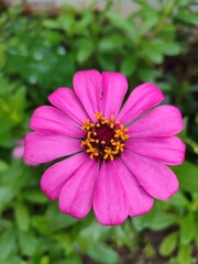 Obraz premium Beautiful pink zinnia flower in the garden