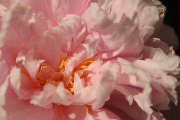 Fototapeta premium close up of pink peony