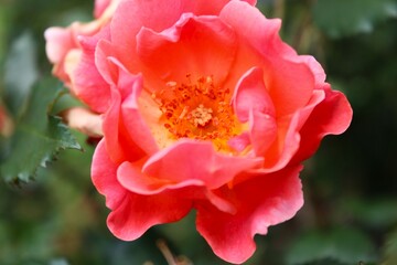 Obraz premium red rose flower