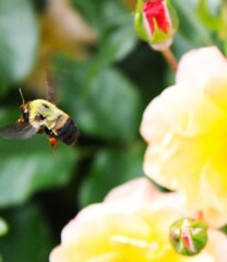 bee on a flower
