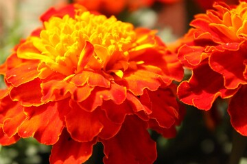 Orange Marigold
