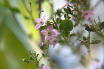 Fototapeta premium Boronia creculata in bloom, bush with pink flowers
