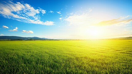 Fototapeta premium Vibrant Green Field at Sunset with Golden Light
