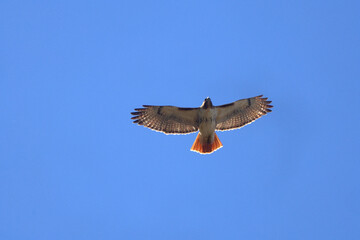 Red shouldered hawk in flight against deep blue sky. 