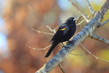 Obraz premium Red winged blackbird on the branch