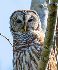 Barred owl portrait
