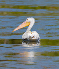 White Pelican 