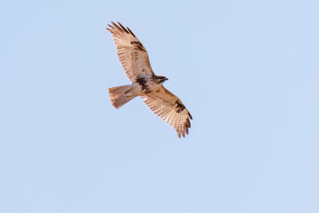 飛翔する美しいノスリ（タカ科）
英名学名：Eastern Buzzard (Buteo...