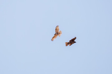 トビと争って飛翔する美しいノスリ（タカ科）
英名学名：Eastern Buzzard...