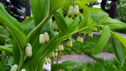 Beautiful botanical background. White dicentra.