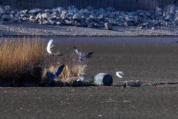 Obraz premium カナダヅル、コウノトリ、アオサギ、ダイサギ、チュウサギ、コサギ他 英名学名：Sandhill Crane, Grus canadensis Oriental White Stork, Oriental Stork, Ciconia boyciana Great Egret, Egretta alba, Ardea alba Intermediate Egret (Ardea intermedia)