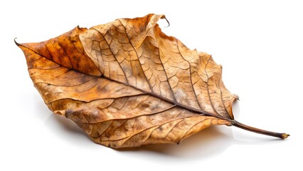 Dried Leaf on White Background