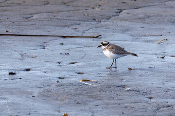 美しいコチドリ（チドリ科）
英名学名：Little ringed plover, Charadrius dubius
栃木県栃木市渡良瀬遊水地-2025
