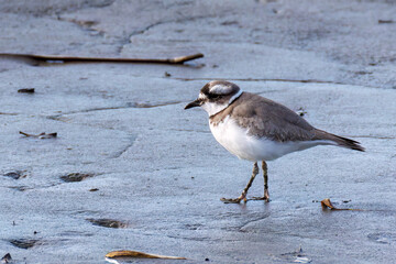 美しいコチドリ（チドリ科）
英名学名：Little ringed plover, Charadrius...