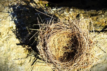 Bird Nest