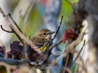 Yellow rumped warbler