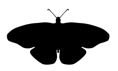 Butteryfly silhouette
