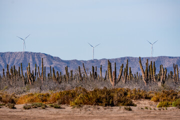  Wind Turbines and Saguaro Cactus near of  La Paz, Baja California Sur, Mexico. 