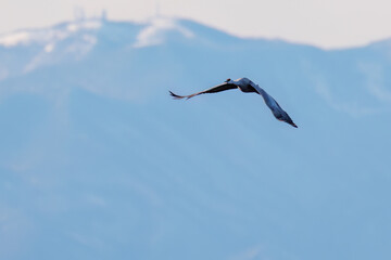 飛翔する美しく大きなカナダヅル（ツル科）
英名学名：Sandhill Crane, Grus canadensis
栃木県栃木市渡良瀬遊水地-2025
