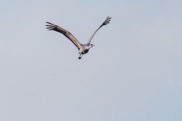 飛翔する美しく大きなカナダヅル（ツル科）
英名学名：Sandhill Crane, Grus canadensis
栃木県栃木市渡良瀬遊水地-2025
