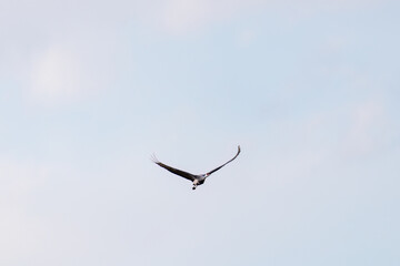 Obraz premium 飛翔する美しく大きなカナダヅル（ツル科） 英名学名：Sandhill Crane, Grus canadensis 栃木県栃木市渡良瀬遊水地-2025 