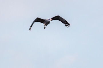 飛翔する美しく大きなカナダヅル（ツル科）
英名学名：Sandhill Crane, Grus canadensis
栃木県栃木市渡良瀬遊水地-2025
