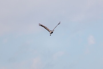 飛翔する美しく大きなカナダヅル（ツル科）
英名学名：Sandhill Crane, Grus canadensis
栃木県栃木市渡良瀬遊水地-2025

