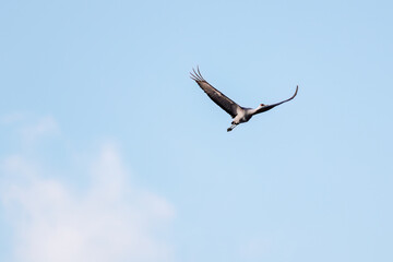 飛翔する美しく大きなカナダヅル（ツル科）
英名学名：Sandhill Crane, Grus canadensis
栃木県栃木市渡良瀬遊水地-2025
