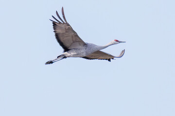 飛翔する美しく大きなカナダヅル（ツル科）
英名学名：Sandhill Crane, Grus canadensis
栃木県栃木市渡良瀬遊水地-2025
