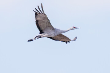 飛翔する美しく大きなカナダヅル（ツル科）
英名学名：Sandhill Crane, Grus canadensis
栃木県栃木市渡良瀬遊水地-2025
