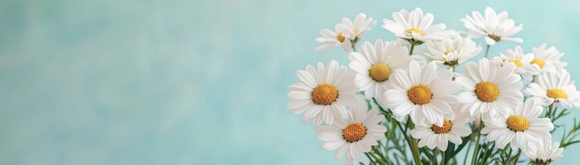 Obraz premium Beautiful white daisies in a gentle setting with a soft blue background.