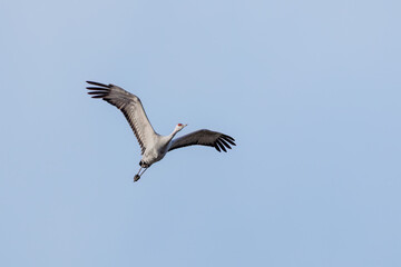 飛翔する美しく大きなカナダヅル（ツル科）
英名学名：Sandhill Crane, Grus canadensis
栃木県栃木市渡良瀬遊水地-2025

