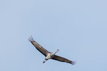 飛翔する美しく大きなカナダヅル（ツル科）
英名学名：Sandhill Crane, Grus canadensis
栃木県栃木市渡良瀬遊水地-2025
