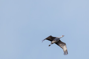 飛翔する美しく大きなカナダヅル（ツル科）
英名学名：Sandhill Crane, Grus canadensis
栃木県栃木市渡良瀬遊水地-2025

