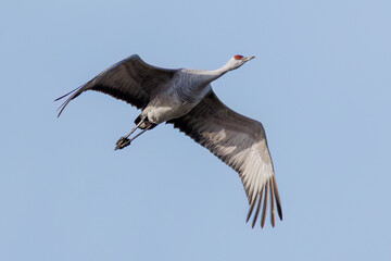 飛翔する美しく大きなカナダヅル（ツル科）
英名学名：Sandhill Crane, Grus canadensis
栃木県栃木市渡良瀬遊水地-2025
