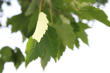 green leaves on a tree