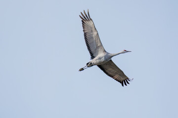 飛翔する美しく大きなカナダヅル（ツル科）
英名学名：Sandhill Crane, Grus canadensis
栃木県栃木市渡良瀬遊水地-2025
