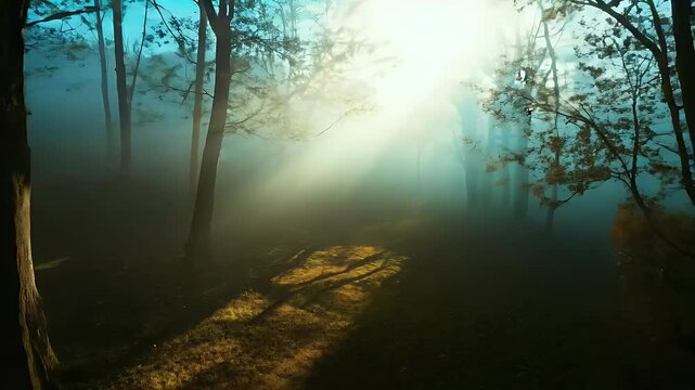 Majestic forest scenery with sunlight rays piercing through tall trees, creating an ethereal ambiance. The light dances on the forest floor, highlighting patches of vibrant moss and fallen leaves