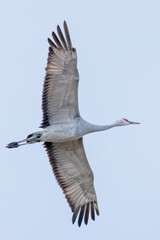 飛翔する美しく大きなカナダヅル（ツル科）
英名学名：Sandhill Crane, Grus canadensis
栃木県栃木市渡良瀬遊水地-2025
