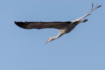 飛翔する美しく大きなカナダヅル（ツル科）
英名学名：Sandhill Crane, Grus canadensis
栃木県栃木市渡良瀬遊水地-2025
