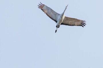 飛翔する美しく大きなカナダヅル（ツル科）
英名学名：Sandhill Crane, Grus canadensis
栃木県栃木市渡良瀬遊水地-2025
