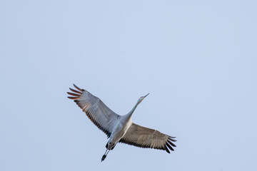 飛翔する美しく大きなカナダヅル（ツル科）
英名学名：Sandhill Crane, Grus canadensis
栃木県栃木市渡良瀬遊水地-2025
