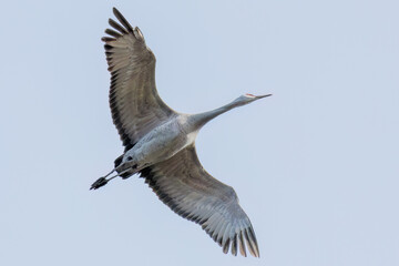 飛翔する美しく大きなカナダヅル（ツル科）
英名学名：Sandhill Crane, Grus canadensis
栃木県栃木市渡良瀬遊水地-2025
