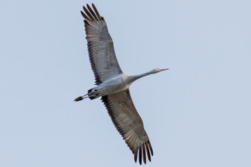 飛翔する美しく大きなカナダヅル（ツル科）
英名学名：Sandhill Crane, Grus canadensis
栃木県栃木市渡良瀬遊水地-2025
