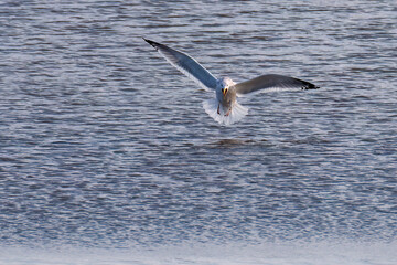 飛翔する美しいセグロカモメ（カモメ科）
英名学名：Black-headed gull (family comprising the gulls)
栃木県栃木市渡良瀬遊水地-2025

