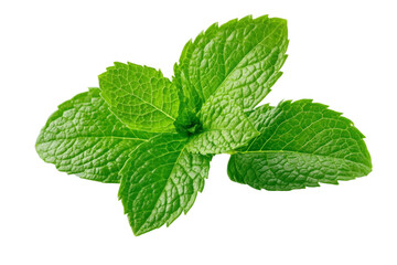 Green leafy plant with a stem, isolated
